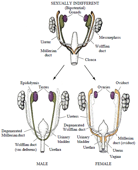 Development-of-the-Internal-Genitalia.png