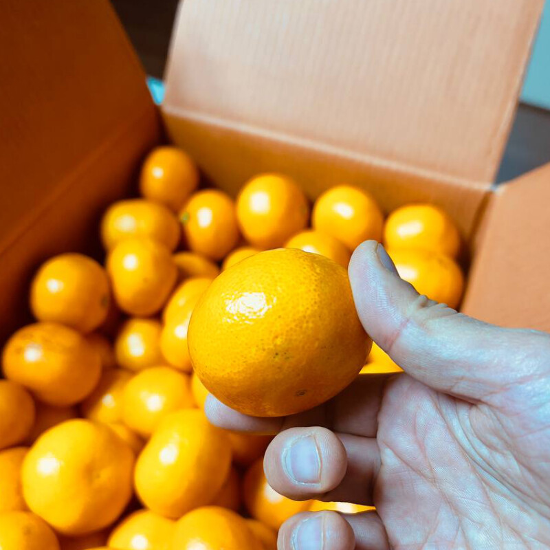 [네이버] 비교 거부 타이벡감귤 5kg 26,500 (무료배송)_2.jpg