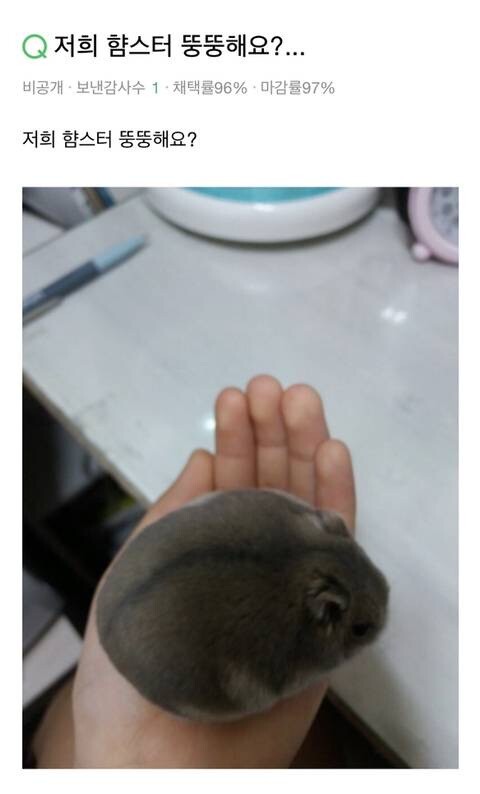 뚱뚱한 햠스터jpg