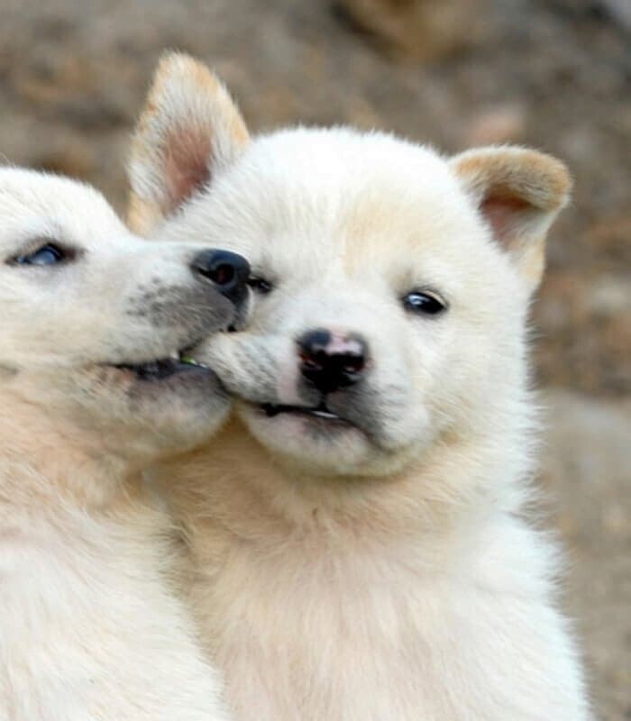 [극혐] 타가메 겐고로 스타일로 그린 동탁 미시룩.jpg_11.jpeg