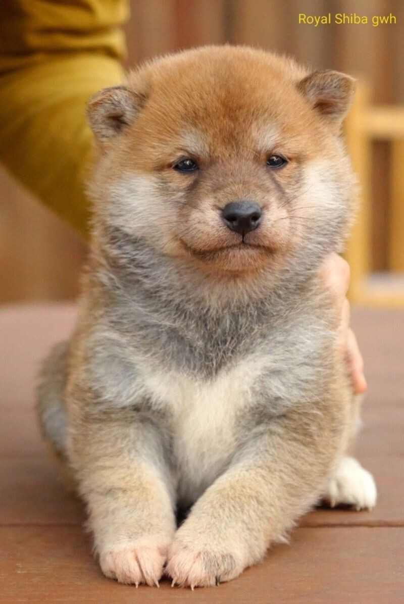 [극혐] 타가메 겐고로 스타일로 그린 동탁 미시룩.jpg_15.jpg