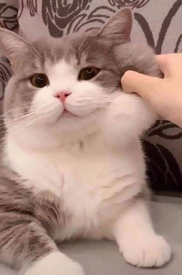 [극혐] 타가메 겐고로 스타일로 그린 동탁 미시룩.jpg_9.jpg