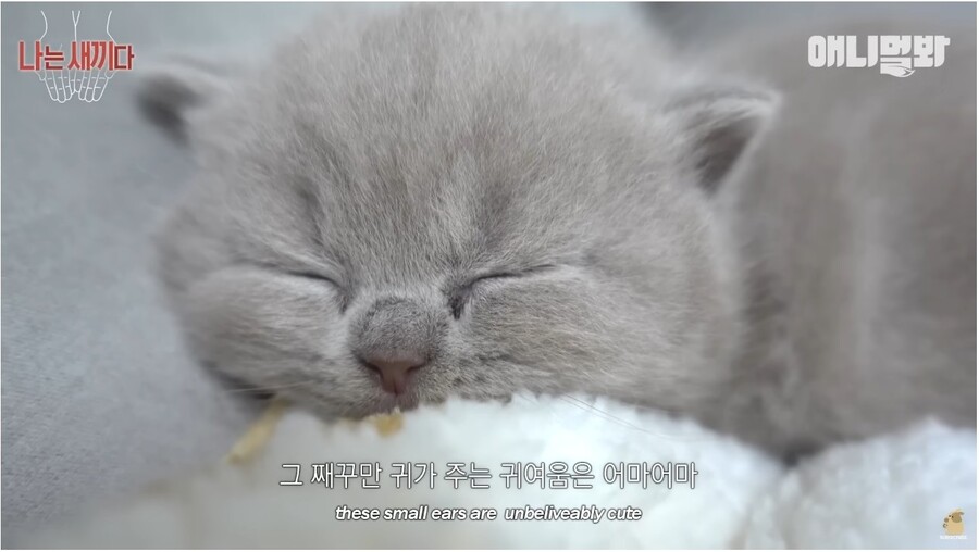 고양이 새끼는 진리인거 같음 | 유머 게시판 | RULIWEB 고양이 새끼는 진리인거 같음 | 유머 게시판 | 루리웹