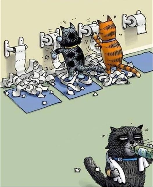 고양이 헬스장_1.jpg