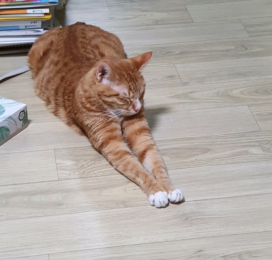 고양이) 얘 그냥 길고양이 인가?_2.jpg