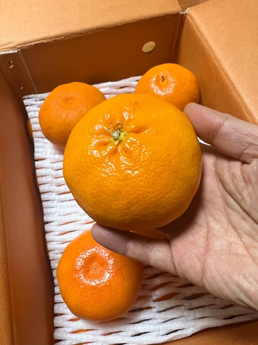 [네이버]상큼하고 향긋한 레드향 5kg 34,500(무료배송)_1.jpg