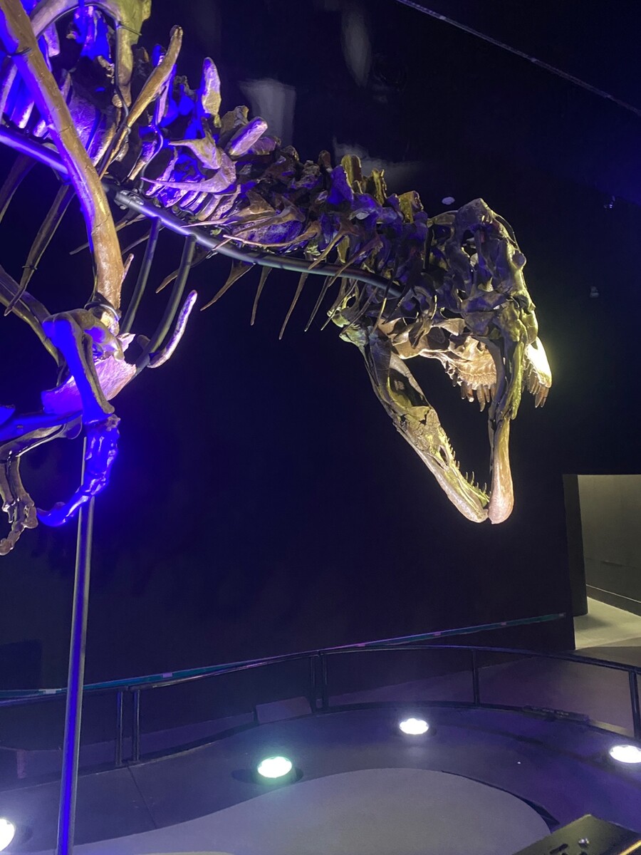 유게이 오늘 공룡뼈 보고 옴 (사진많음)_14.jpg