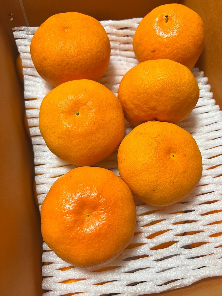 [네이버]상큼하고 향긋한 레드향 5kg 38,500(무료배송)_2.jpg