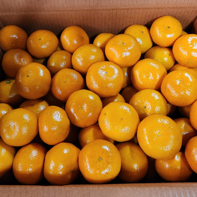 [네이버] 달달하고 맛있는 감귤 5kg 25,500(무료배송)_2.jpg