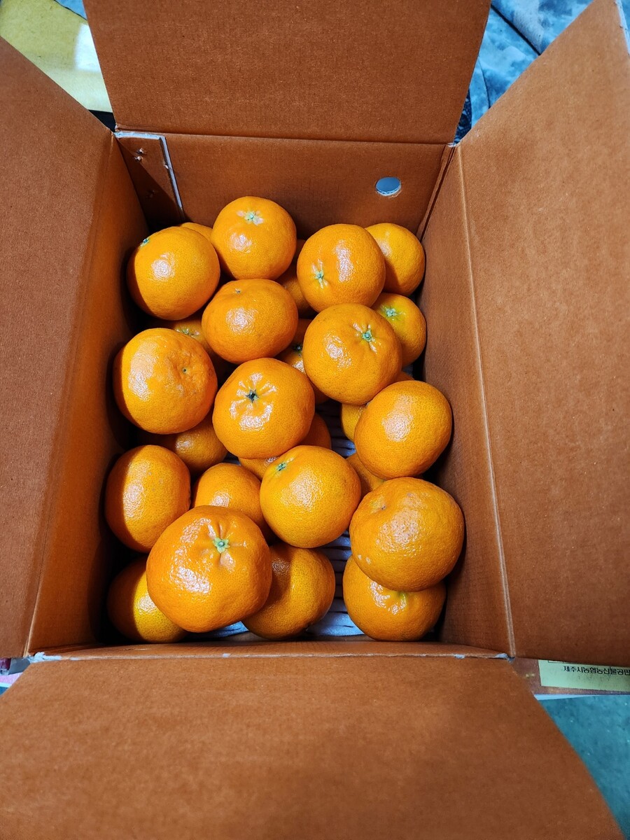 [네이버] 제주도 명품 레드향 5kg (소/중과) 34,500(택배무료)_1.jpg