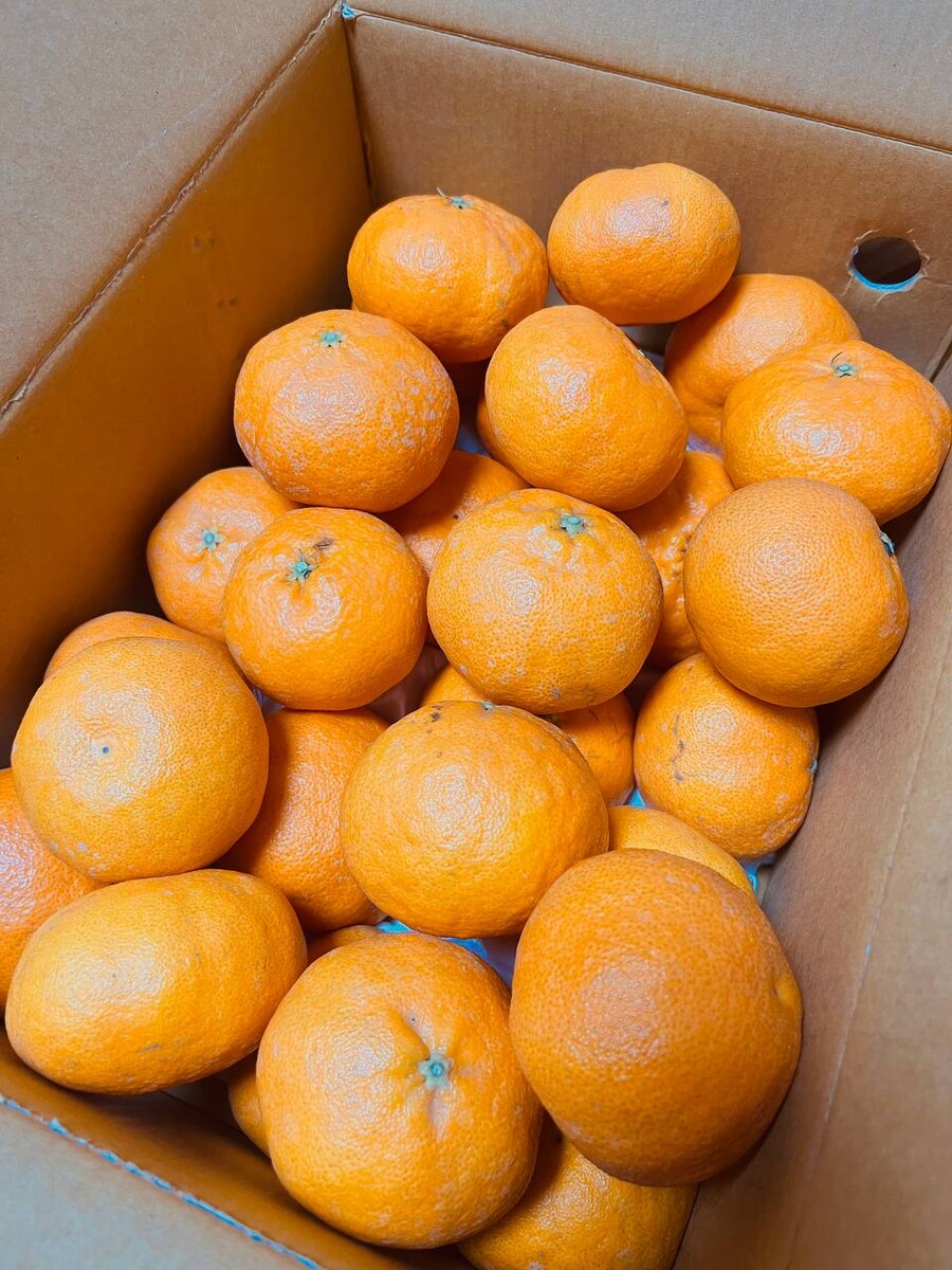 [네이버] 상큼한 과즙 가득 ~ ! 레드향 5kg 34,5000(무료배송)_3.jpg