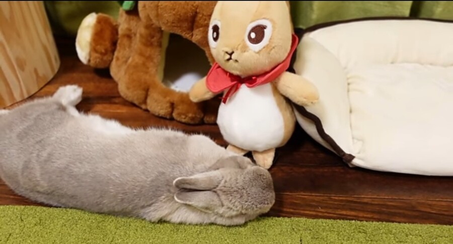 라프텔vs제이박스.. 애니메이션 ott로는 어떤거 선호들 하는지 조언 구합니다_2.jpg