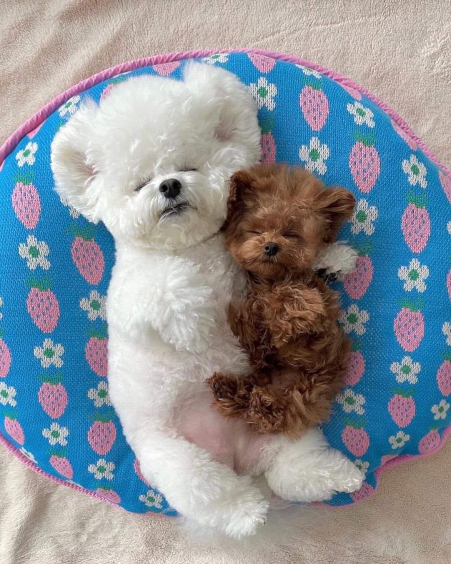 귀여움) 두 멈뭉이들의 우정.jpg_4.jpg