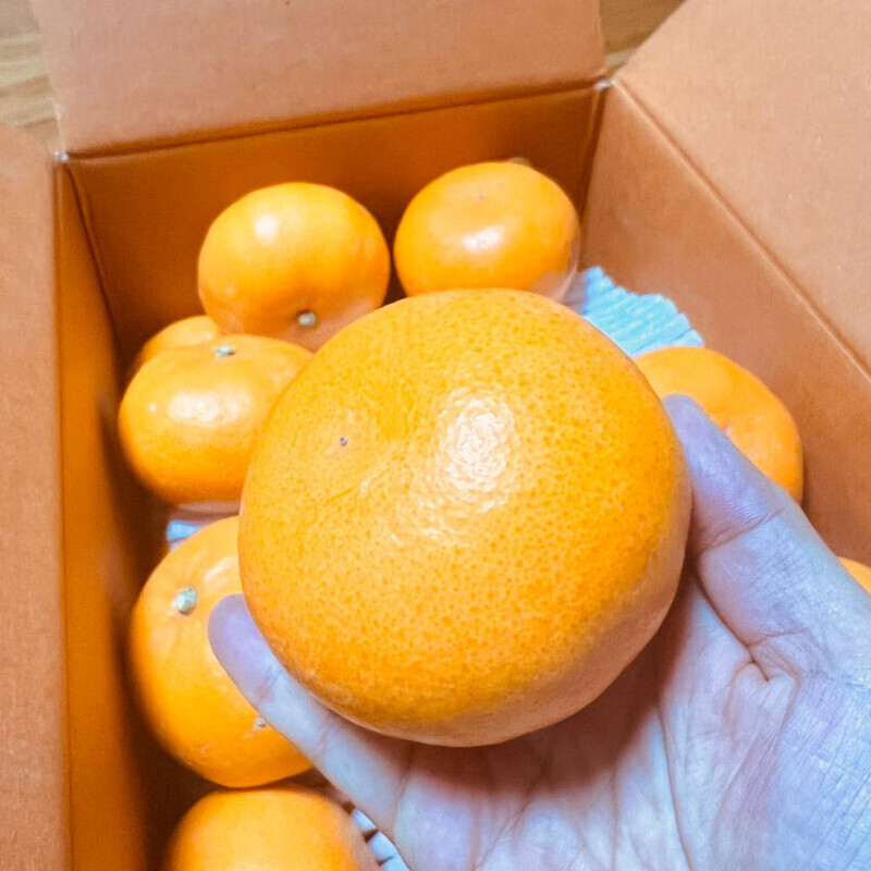 [네이버] 상큼하고 당도가 일품인 천혜향,레드향 5kg 34,500(무료배송)_1.jpg