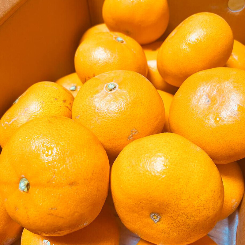 [네이버] 상큼하고 당도가 일품인 천혜향,레드향 5kg 34,500(무료배송)_3.jpg