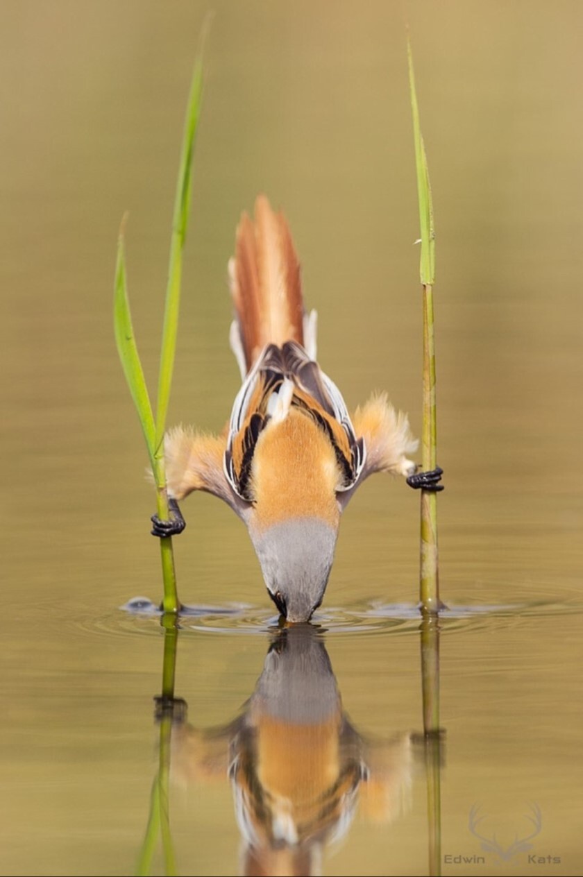 물을 마시는 새_1.jpg