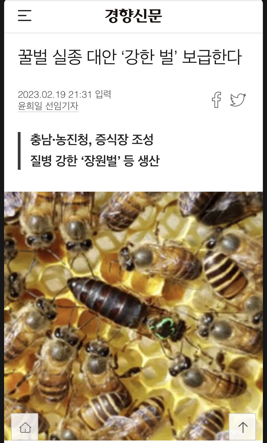 꿀벌 대량 실종에 대한 대처.jpg_1.jpeg