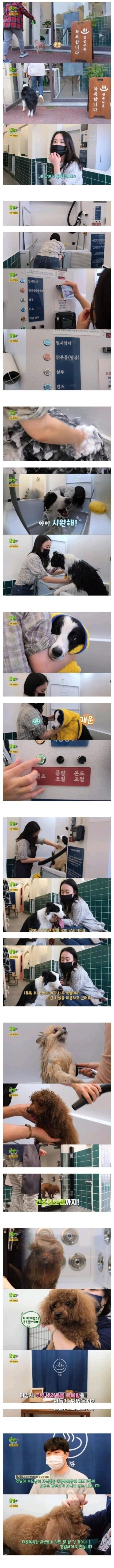 강아지 목욕탕_1.jpg