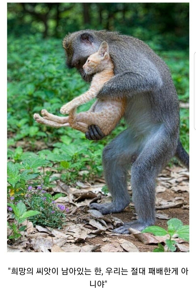 원숭이와 고양이의 아름다운 사랑.jpg_1.jpg