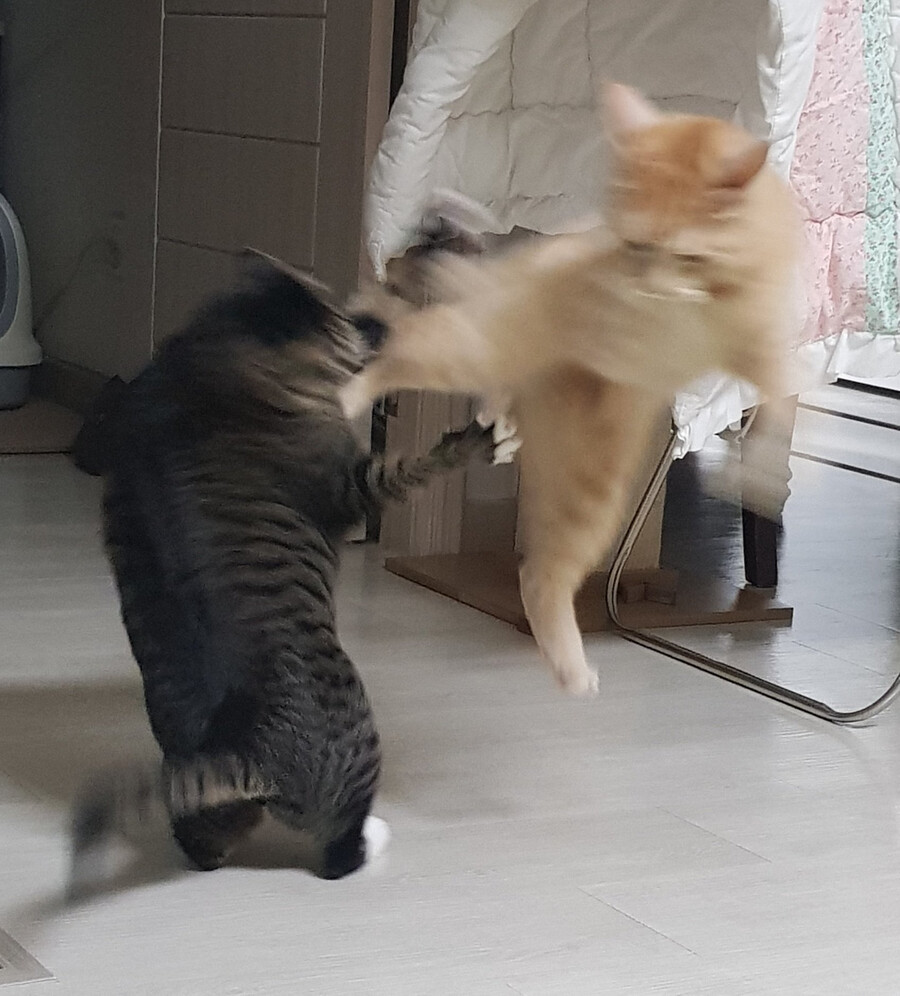 고양이 불법) 그걸 믿음?_1.png