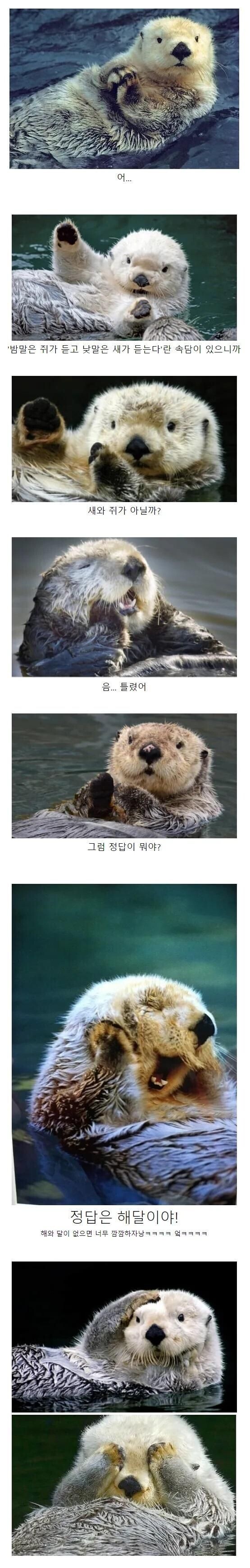 퀴즈)낮과 밤을 대표하는 애니멀은?_1.jpg