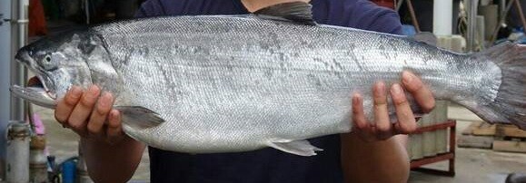 약혐) 우리가 가끔 먹고있는 연어알의 효능에 대해서 알아보자_6.jpg