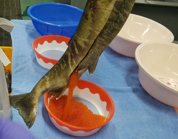 약혐) 우리가 가끔 먹고있는 연어알의 효능에 대해서 알아보자_12.jpg