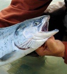 약혐) 우리가 가끔 먹고있는 연어알의 효능에 대해서 알아보자_21.jpg