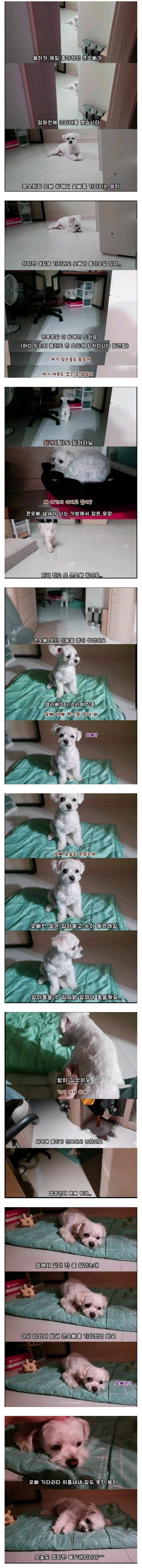 오빠가 입대해서 기다리는 댕댕이_1.jpg