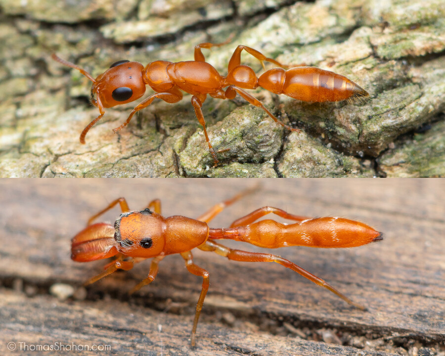 [동물의 왕국] 신기하고 재밌는걸 모았어요❤️❤️❤️❤️❤️❤️_2.jpg