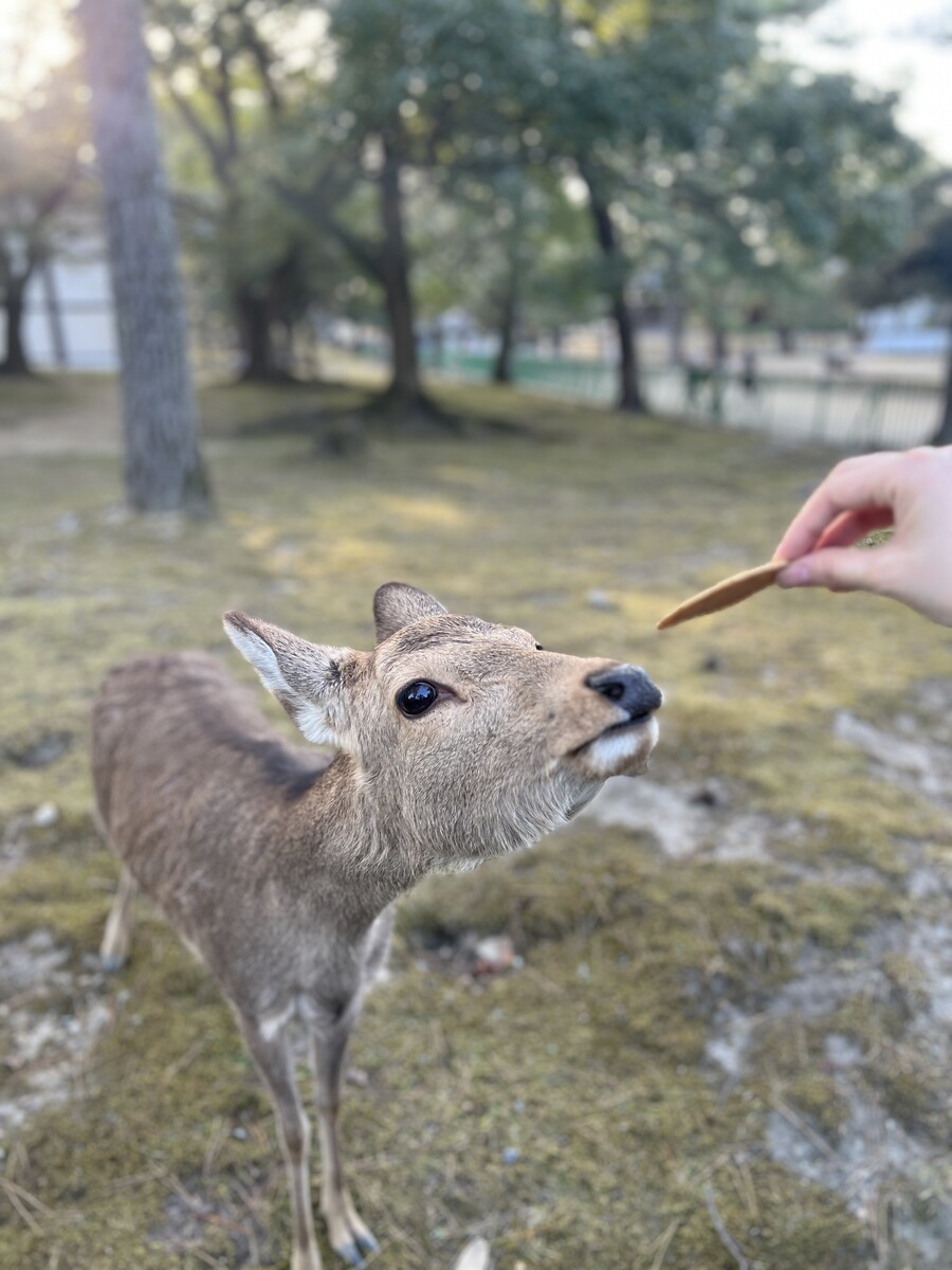 해외여행) 오늘은 나라 갔음_2.jpeg