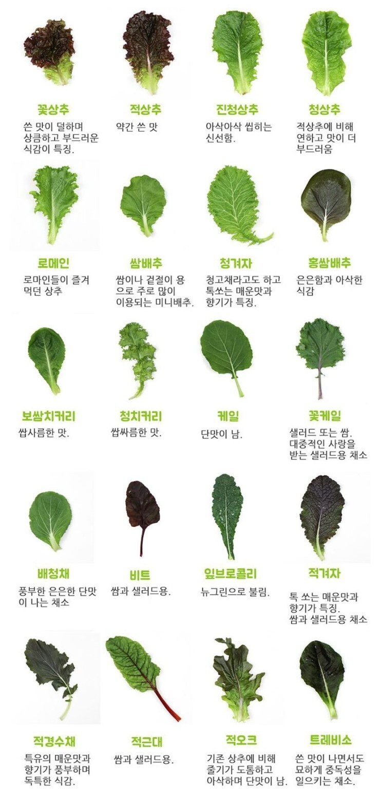 쌈채소