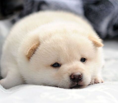 시고르자브종 볼시간임.gif_4.jpeg