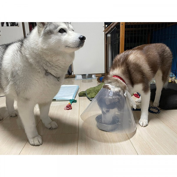 치사하게 밥그릇 독점하는 댕댕이.jpg_2.jpg