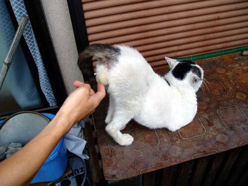 냥이가 진심으로 신뢰할때 하는 행동_2.jpg