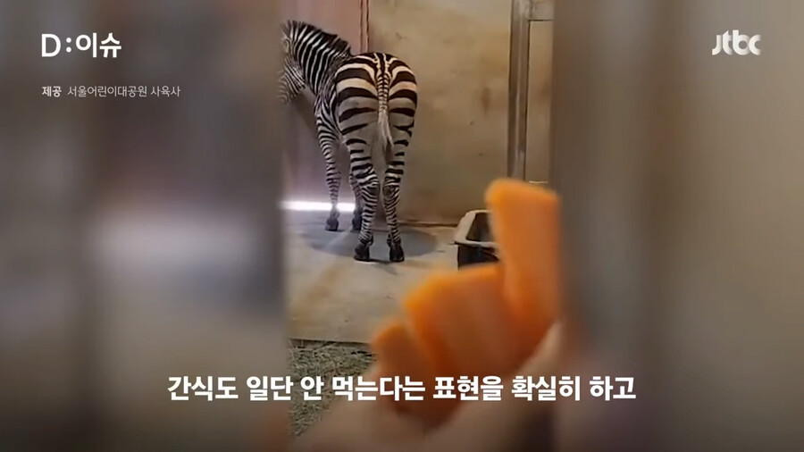 동물원 탈주했던 얼룩말딸 근황.jpg_3.png
