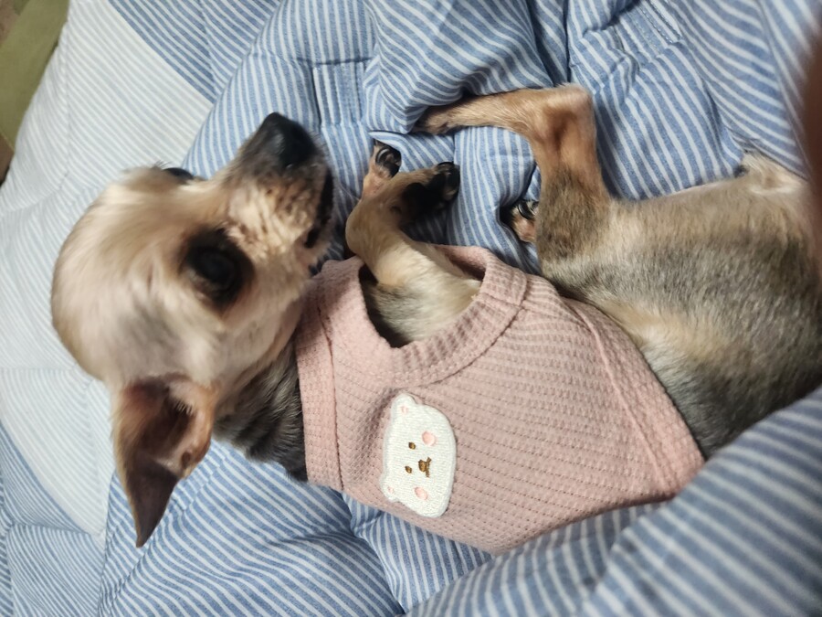 우리 집 노견_4.jpg