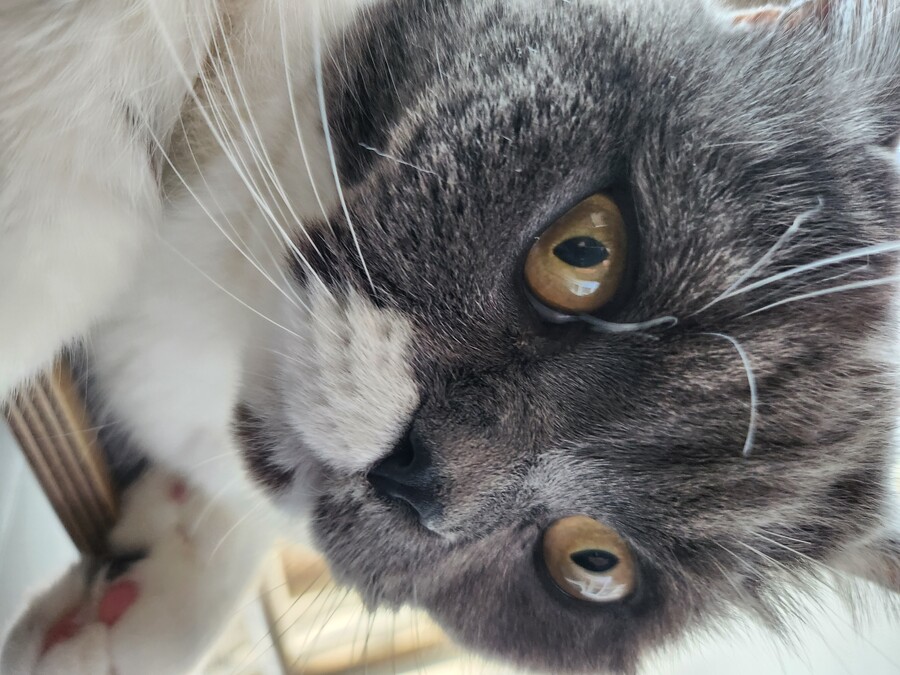 새벽인데 고양이 사진 보고가_15.jpg