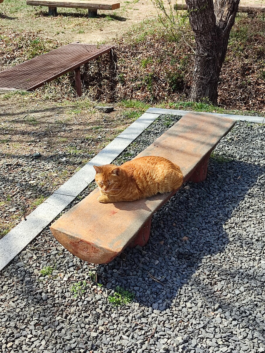 회사 꽃냥이_1.jpg