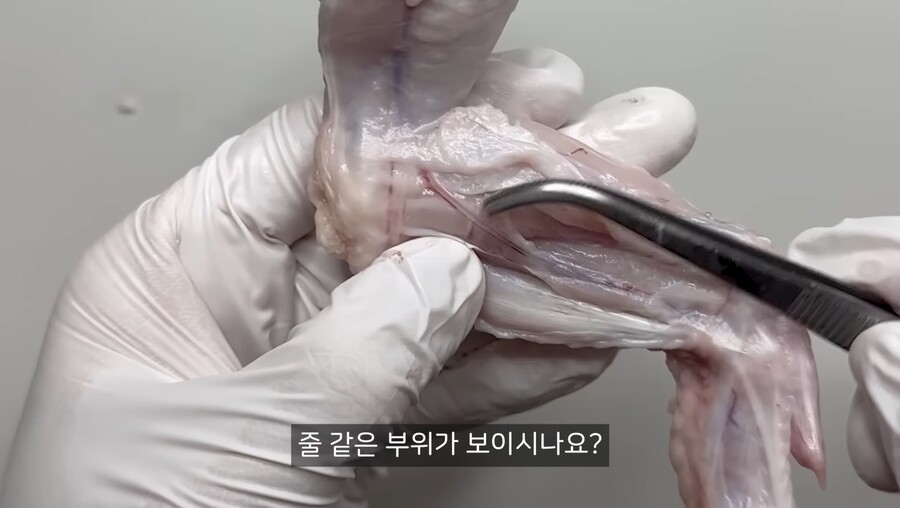 치킨 먹을때 보이는 검은색 줄의 정체.jpg_1.jpg