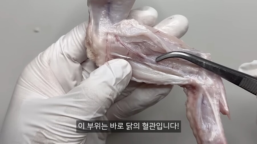 치킨 먹을때 보이는 검은색 줄의 정체.jpg_2.jpg