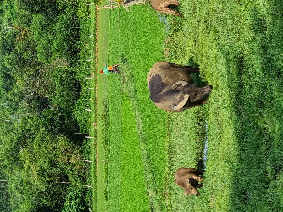 베트남 중부 남부 오토바이 여행기_31.jpg