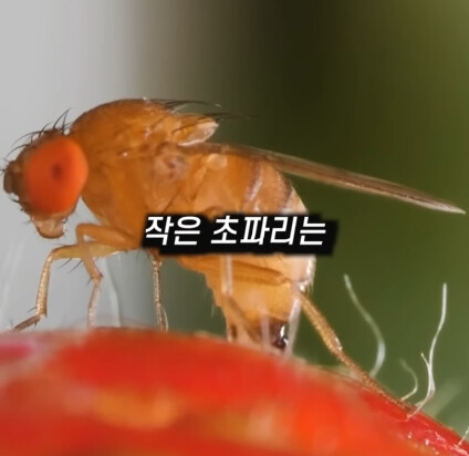 [혐] 딸기에 있는 하얀 털의 비밀_2.jpg