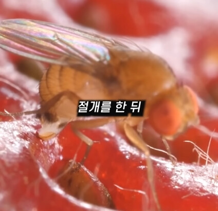 [혐] 딸기에 있는 하얀 털의 비밀_5.jpg