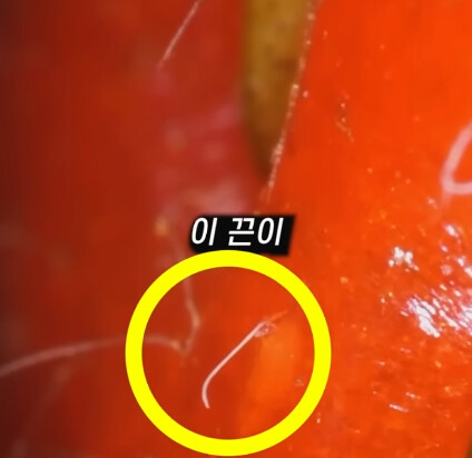 [혐] 딸기에 있는 하얀 털의 비밀_22.png