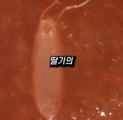 [혐] 딸기에 있는 하얀 털의 비밀_7.jpg