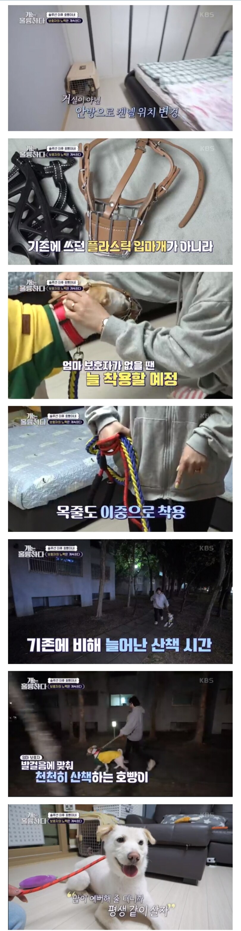 베스트의 입질견 호빵이의 강형욱 솔루션 결과.jpg_1.jpg