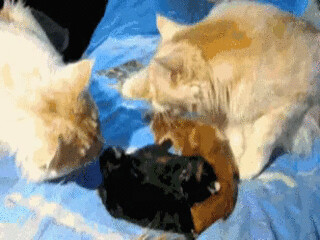 지금 날 의심하냥?.gif_1.png