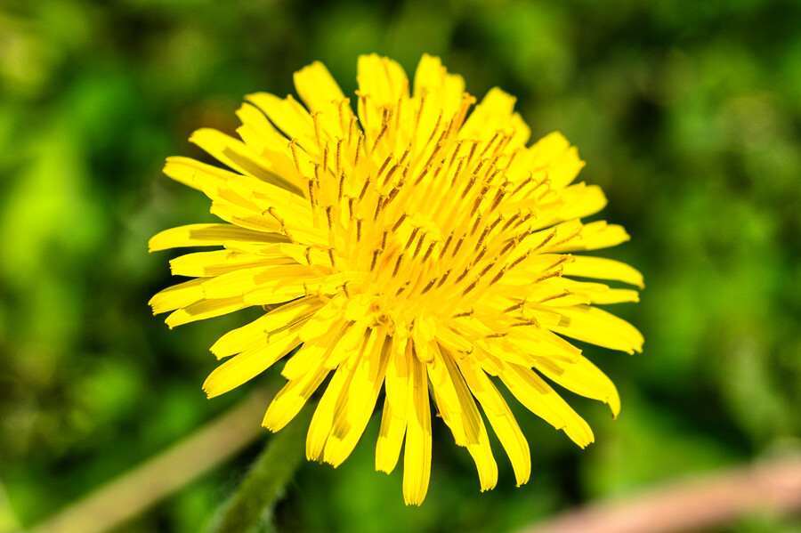 봄에 찍었던 사진 몇장 올려봅니다._6.jpg