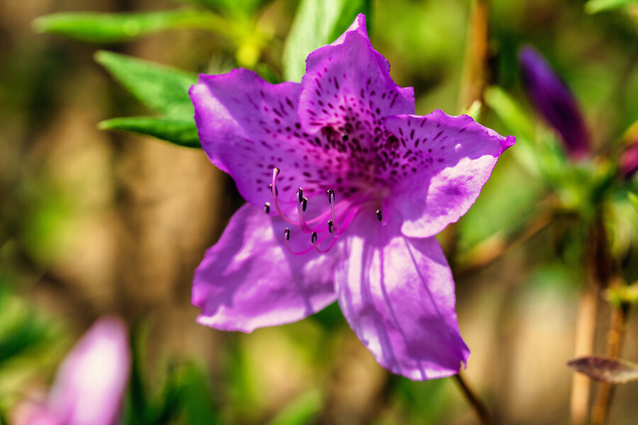 봄에 찍었던 사진 몇장 올려봅니다._8.jpg